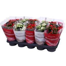 Kalanchoë rood en wit